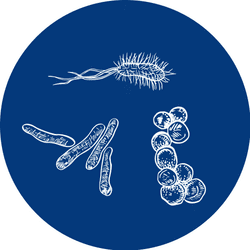 An image of several different types of bacteria