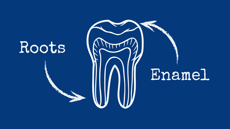 Enamel Anatomy