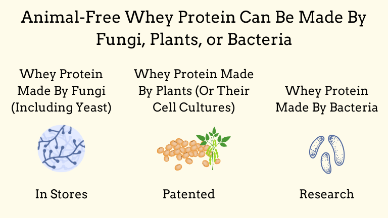 An image that shows that animal-free whey protein can be produced by fungi, plants, or bacteria. Fungi-derived whey protein is already out on the market. Plant-derived whey protein is patented. Bacteria-derived whey protein is in research.