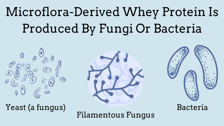 An image that shows that microflora-derived whey protein refers to whey protein created by fungi or bacteria.