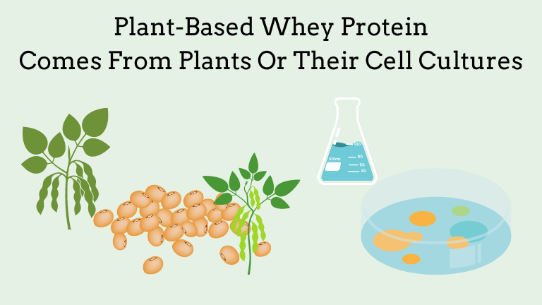 An image that shows soybean plants and soybeans, as well as a lab beaker and petri dish, to signify that genetically engineered plants can created whey protein as well.