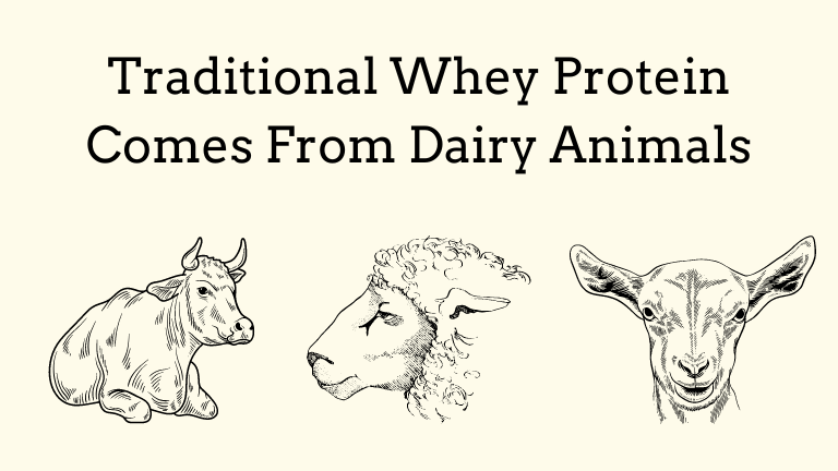 An image that shows that traditional whey protein comes from dairy animals like cattle, sheep, and goats.
