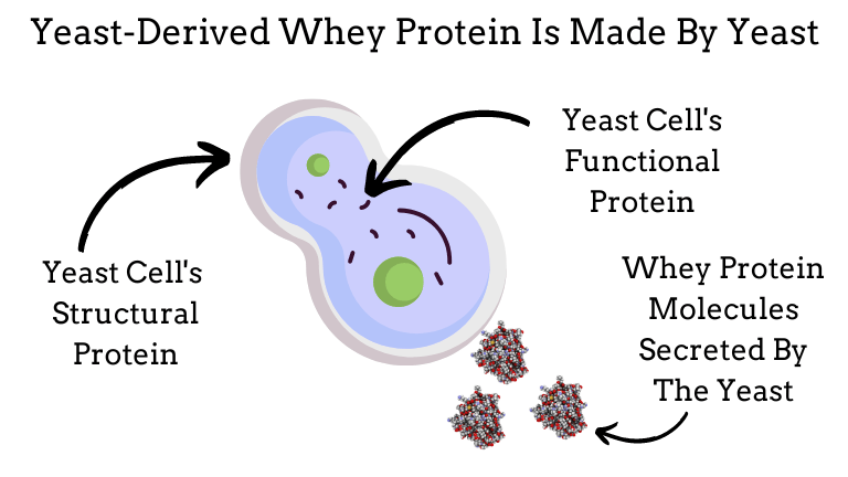 An image that shows that a yeast cell's structural and functional protein is not the same as the whey protein molecules secreted by the yeast.