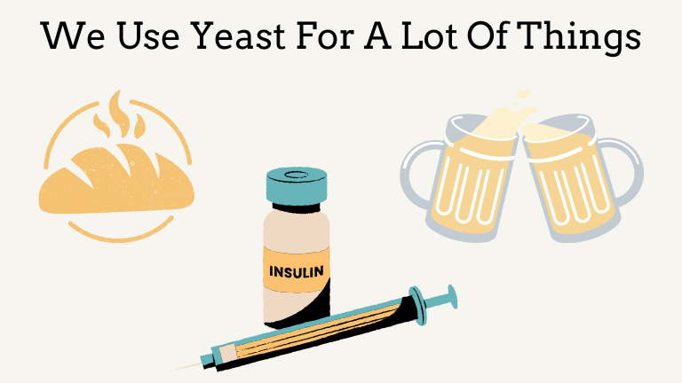 An image that shows that people use yeast for a lot of things, like the production of bread, insulin, and beer.