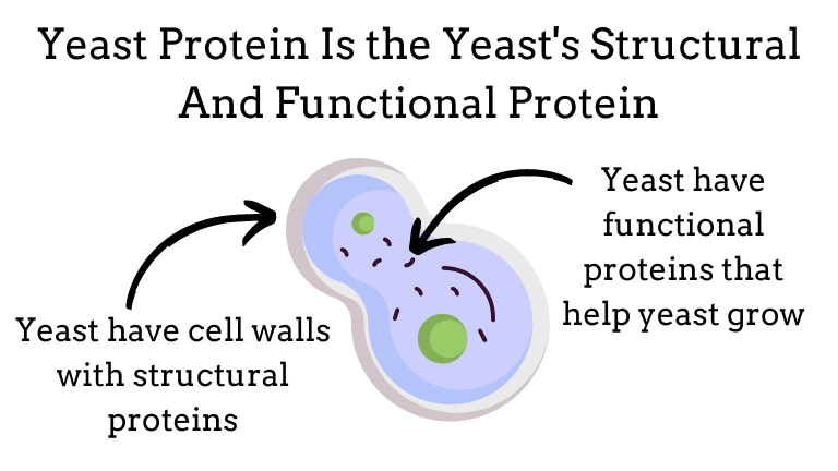 An image that shows a yeast cell's structural proteins in the cell wall and functional proteins inside the yeast that can help the yeast grow.